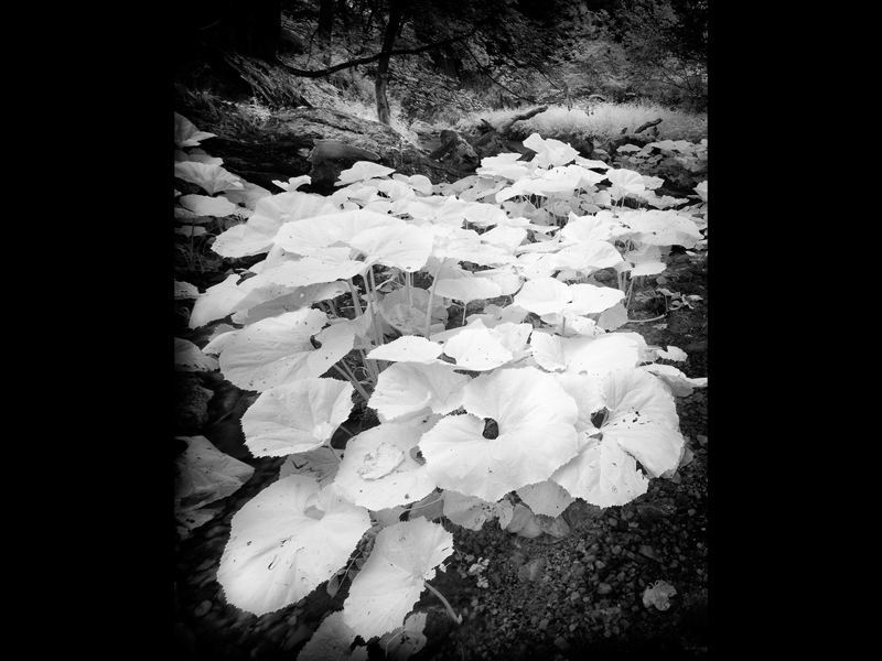 Fairy Glen by Chris Aldred.jpg